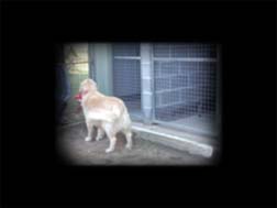 dog in kennel
