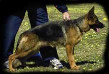 Photo of Volscain Questa