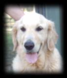 Photo of Golden Retriever head