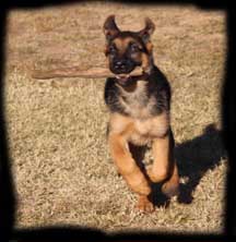 Pup photo 1
