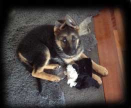 pup photo 10