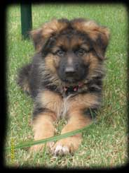 pup photo 11