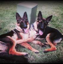 pup photo 13