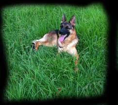 pup photo 12