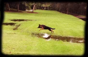pup photo 14