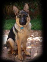 pup photo 3
