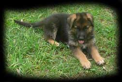Pup photo 2