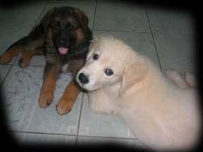 pup photos 4
