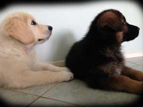 pup photos 5