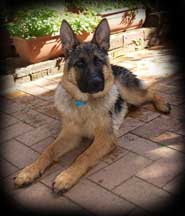 pup photos 6