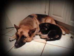 pup photos 7