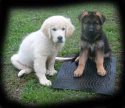 pup photos 8