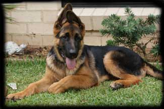 pup photo 9