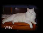 Photo of Willis